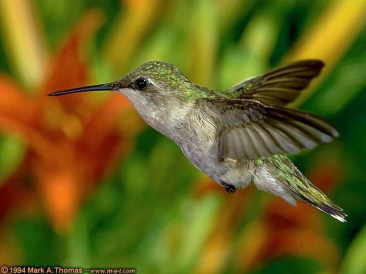 El colibrí. Cuento corto Flor Moragas