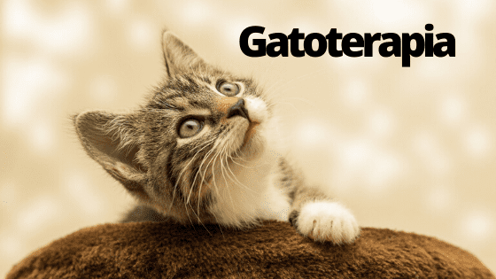 Gatoterapia. ¿Qué es la Gatos-terapia?