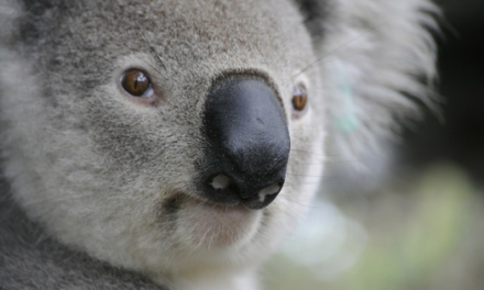 La Koala Valeria. Cuento adopción