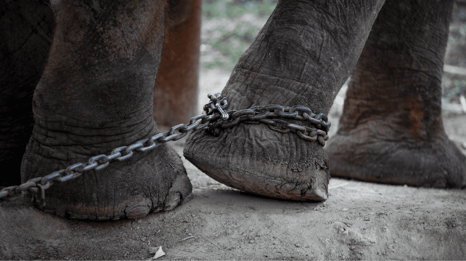 El elefante encadenado. Las cadenas emocionales