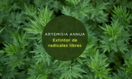 Artemisia annua. Extintor de radicales libres