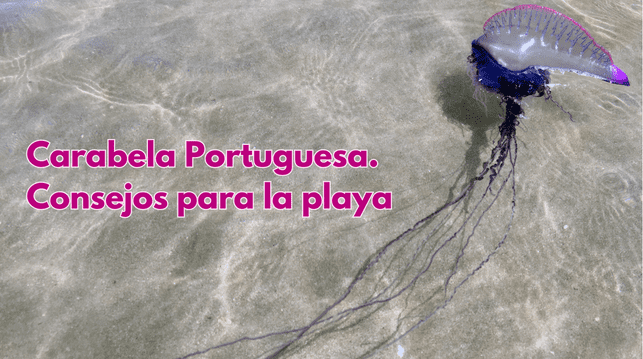 Carabela Portuguesa. Consejos para la playa