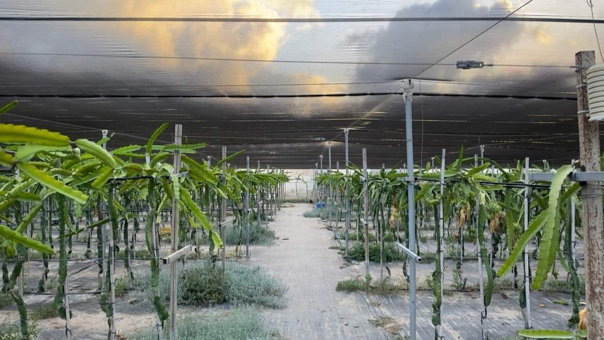 Agricultores ecológicos en Valencia. Especialidad Pitaya